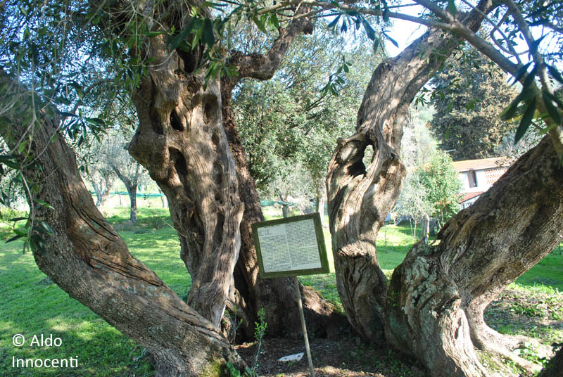 OLIVO DI PIAN DEL QUERCIONE 5